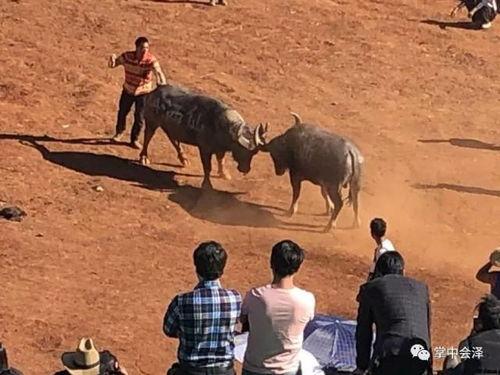 斗牛视频牛王争霸赛视频直播,斗牛视频直播精彩瞬间回顾