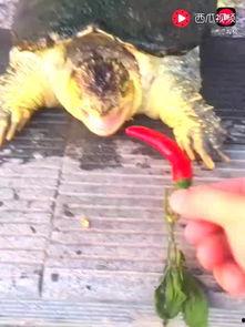 意大利红辣椒视频,揭秘意大利红辣椒的独特魅力